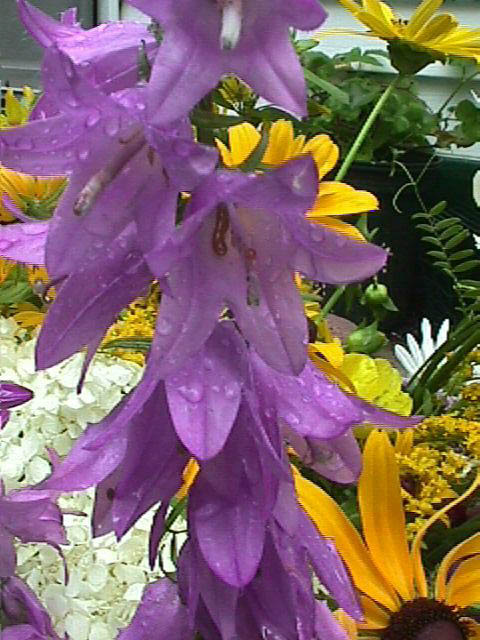 BlueBell