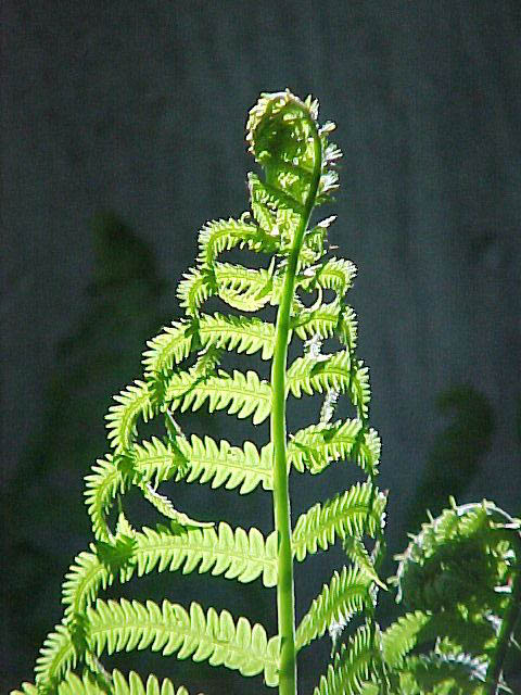 Fern1