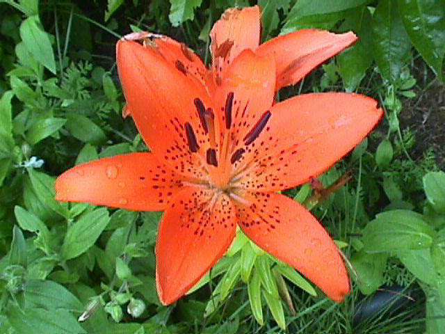 TigerLily